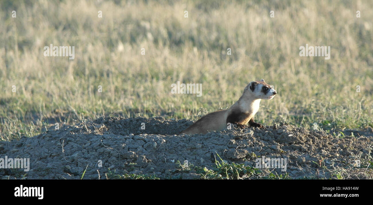 Un furet à pattes noires est relâché dans la nature à Crow Nation, dans le cadre des efforts continus de conservation de la faune. Cette espèce, autrefois considérée comme éteinte, a été réintroduite pour soutenir l'équilibre de l'écosystème. Banque D'Images