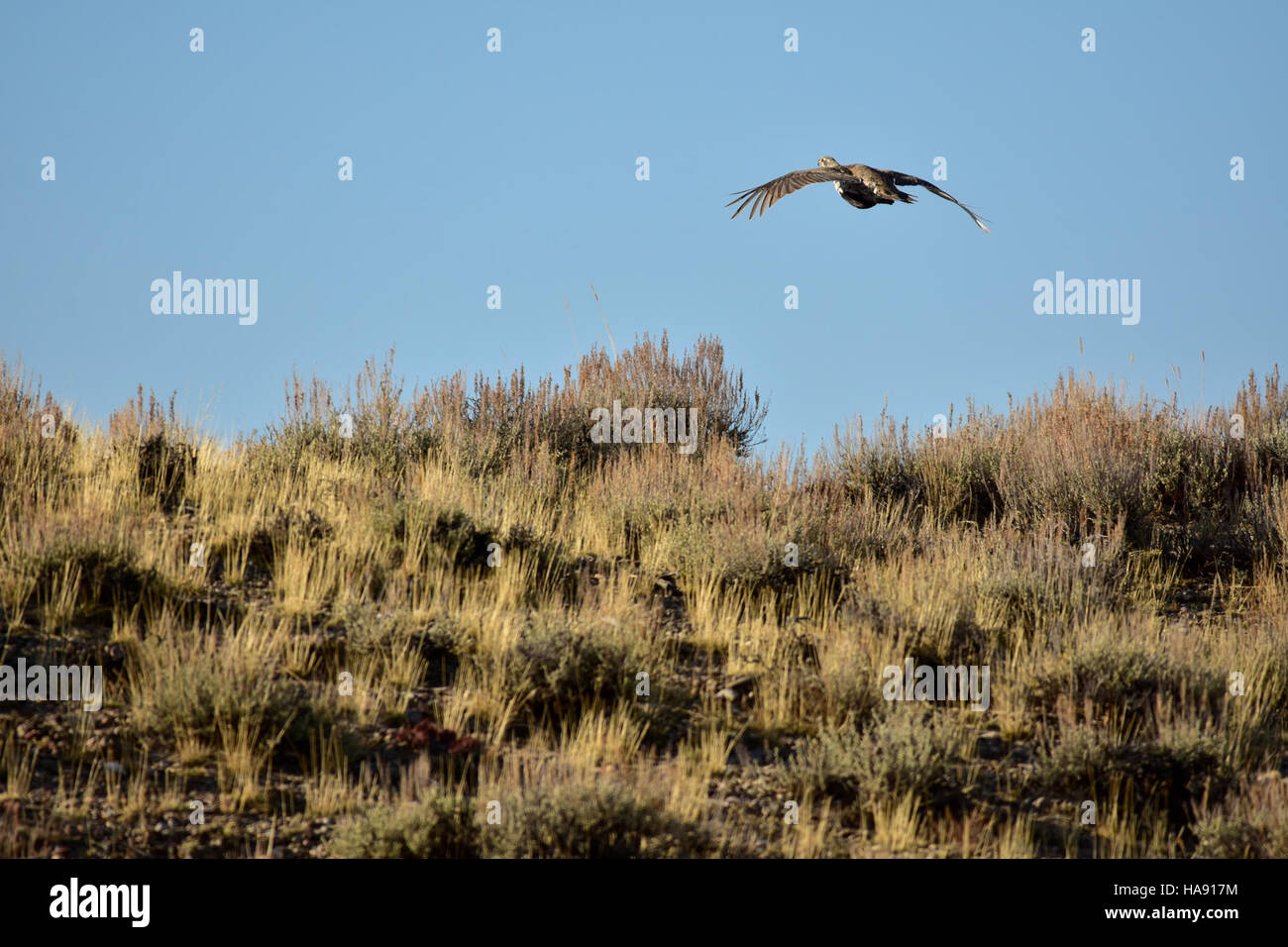 Un grand Tétras des armoises est repéré sur le Seedskadee National Wildlife refuge, témoignant de l'engagement de la région à préserver les habitats essentiels pour les espèces en voie de disparition dans le Wyoming. Banque D'Images