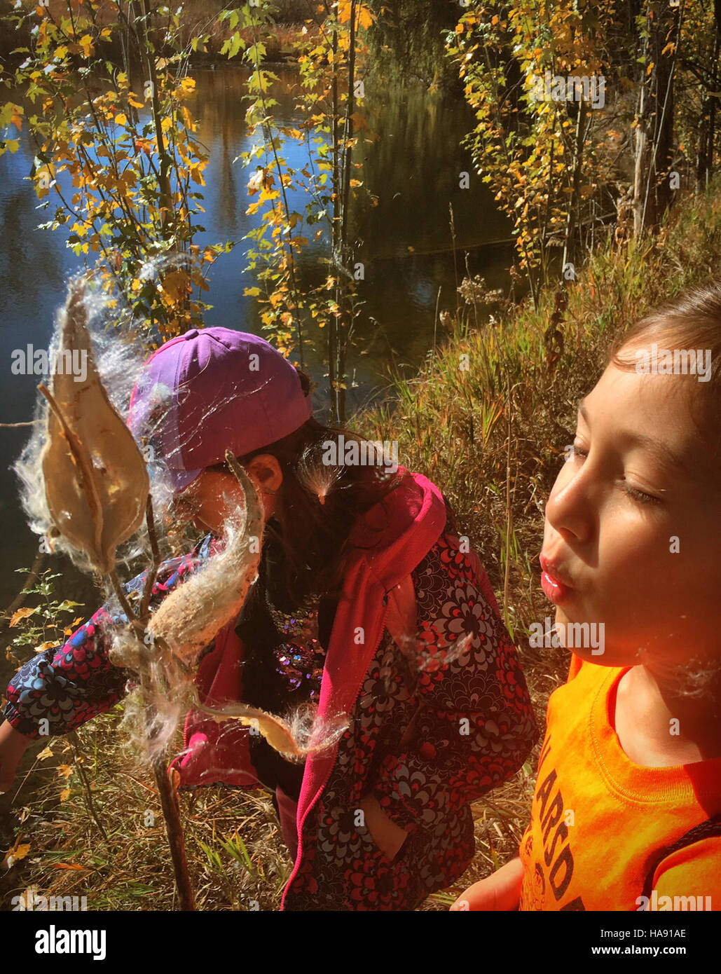 L'image montre un groupe d'enfants s'engageant avec la plante d'aspersion dans un parc national. L’aspersion joue un rôle crucial dans les écosystèmes en soutenant les pollinisateurs comme les papillons monarques. Des programmes éducatifs, comme celui-ci, font la promotion de la gérance de l'environnement et de l'importance de la conservation des plantes chez les jeunes générations. Banque D'Images