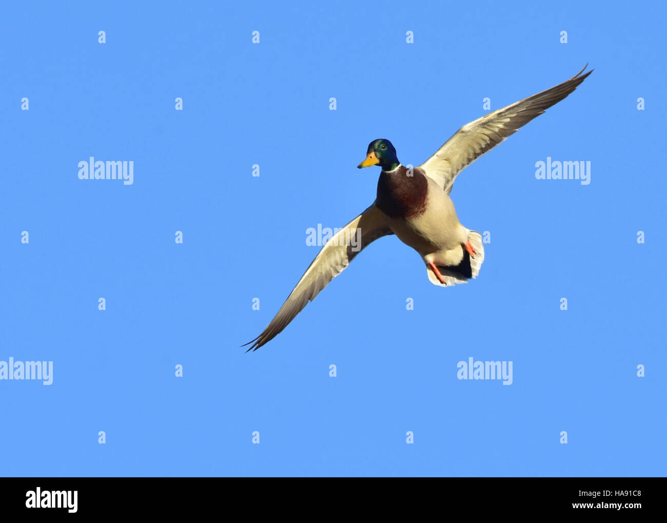 Un canard colvert est vu au Lacreek National Wildlife refuge, une aire protégée du Dakota du Sud gérée par le U.S. Fish and Wildlife Service. Le refuge abrite diverses espèces sauvages et favorise la conservation et la recherche. Banque D'Images