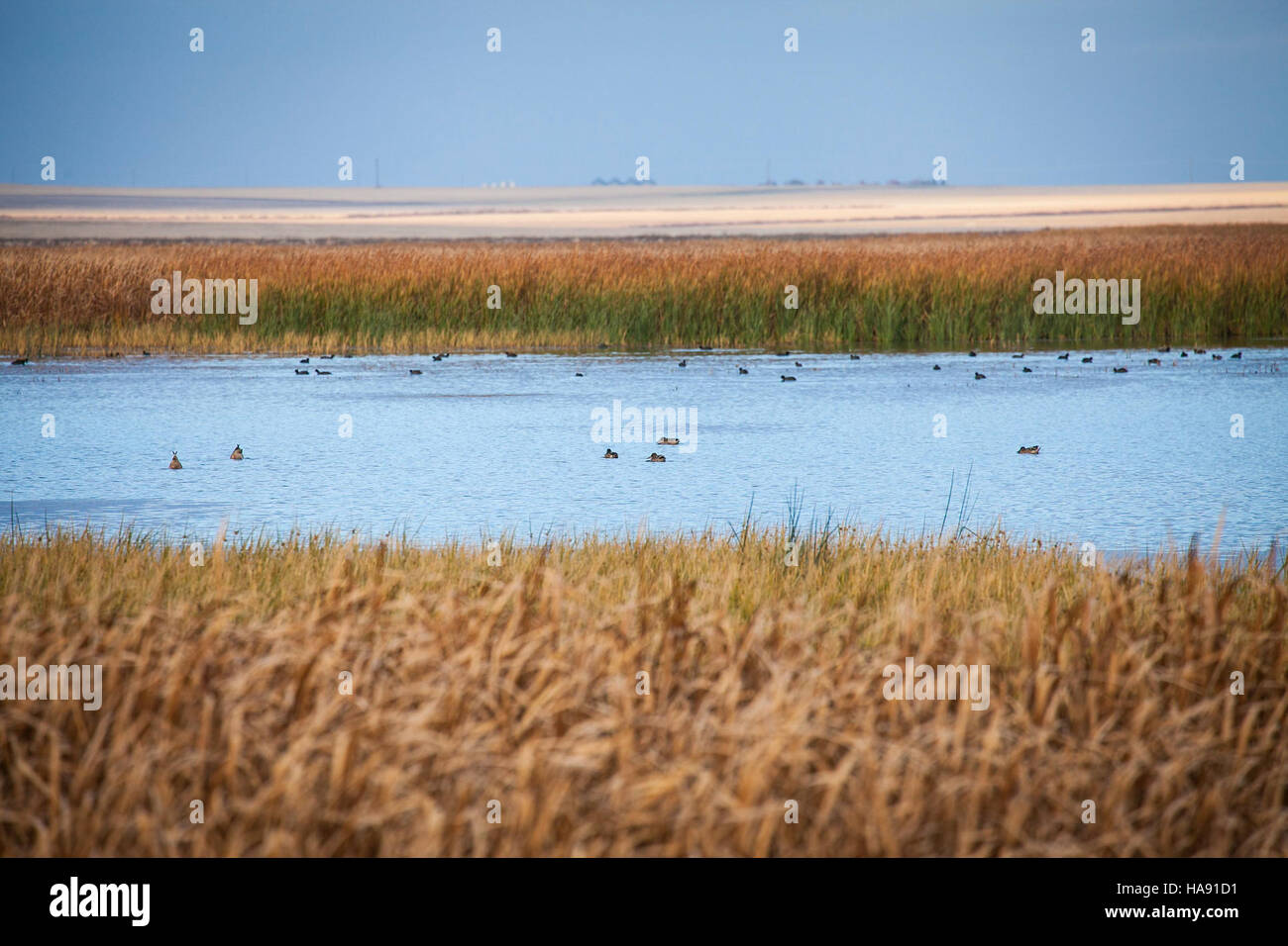 La sauvagine est observée au refuge national de faune de Benton Lake, un site important pour les espèces d'oiseaux migrateurs, offrant un habitat essentiel pour la nidification et l'alimentation dans l'écosystème du Montana. Banque D'Images