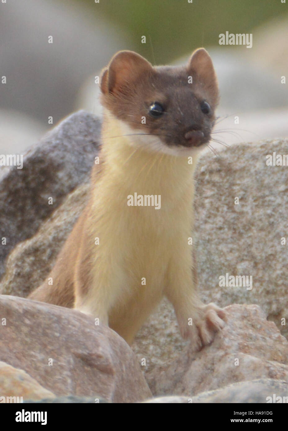 « Peak-a-boo » est un moment de photographie animalière capturé dans un parc national, où un animal, souvent timide ou insaisissable, est vu dans un spectacle rare et surprenant. De tels moments fournissent un aperçu précieux des comportements et des habitats de la faune, aidant les conservateurs à mieux comprendre les espèces. Ces rares observations soulignent souvent l'importance de la protection de la faune et la nécessité de préserver les habitats naturels. Banque D'Images