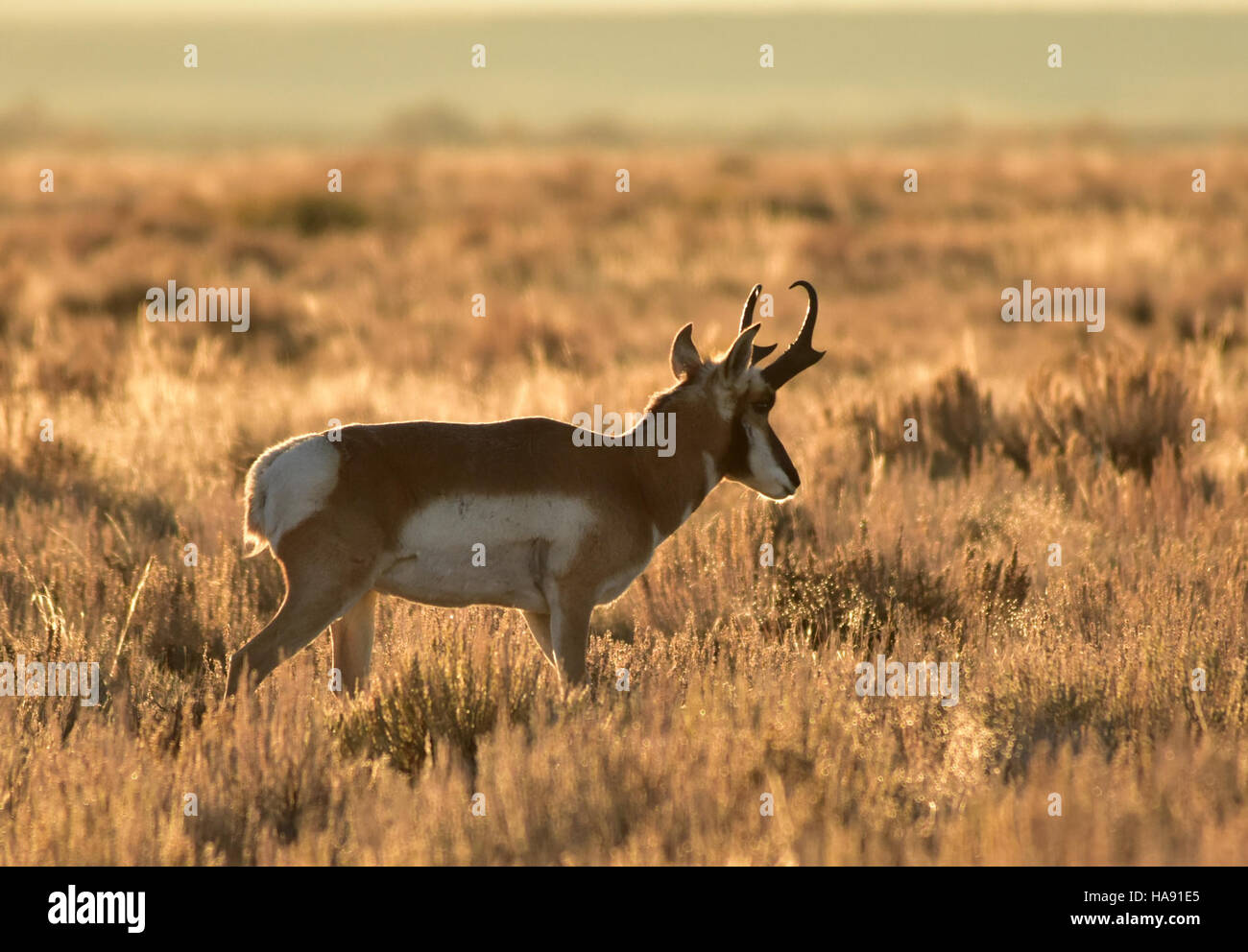 Un Pronghorn Buck observé au Seedskadee National Wildlife refuge, soulignant la diversité de la faune et les efforts de conservation dans ce parc national. Banque D'Images