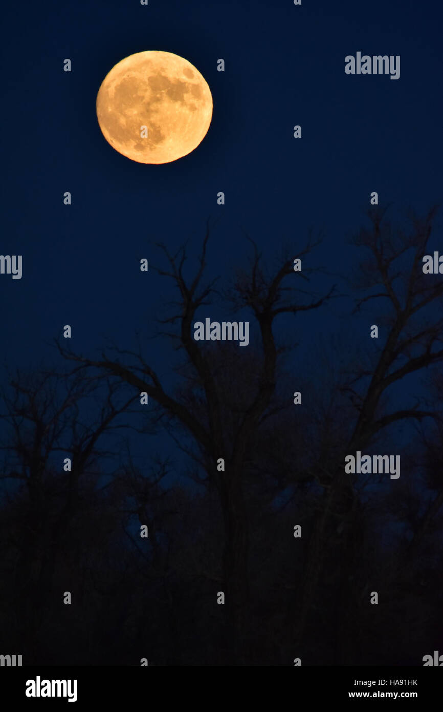 Un lever de lune au-dessus du Seedskadee National Wildlife refuge, situé dans le Wyoming, présente une scène à couper le souffle des divers écosystèmes du refuge. Le paysage au clair de lune met en valeur les habitats fauniques de la région, vitaux pour les oiseaux migrateurs, et souligne l'importance de préserver ces espaces naturels pour les générations futures. Banque D'Images
