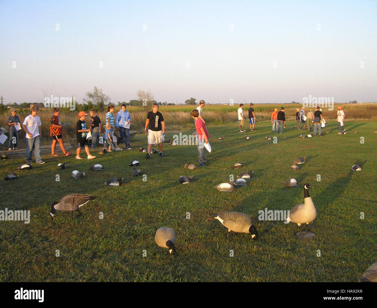 Canard leurre chasse à la sauvagine Texas, canard, animaux, surface png