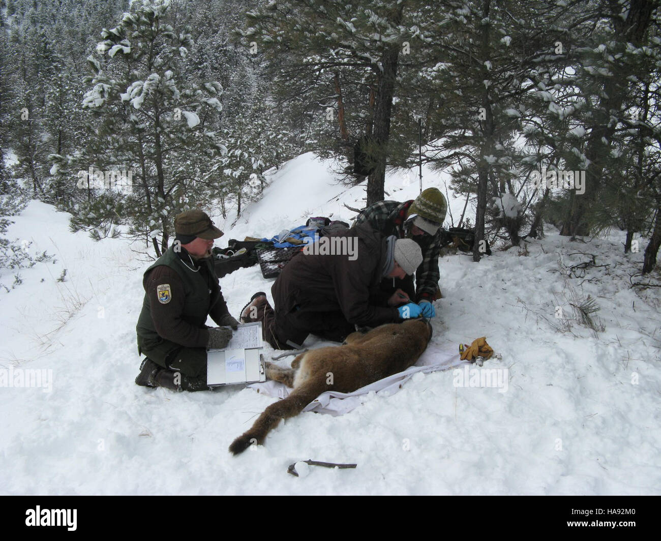 Une étude menée par le US Fish and Wildlife Service examine le comportement, les modes de déplacement et l'utilisation de l'habitat de ce prédateur apex dans la région des montagnes Rocheuses. Banque D'Images