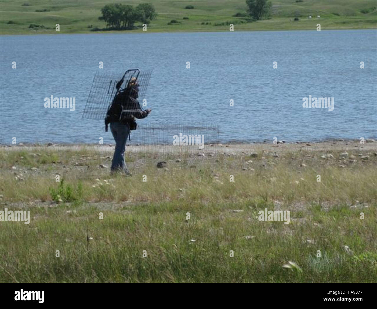 La construction de cages d’extermination dans un refuge faunique national fait partie d’un effort visant à protéger le pluvier siffleur en voie de disparition, assurant des aires de reproduction sécuritaires pour cette espèce. Banque D'Images