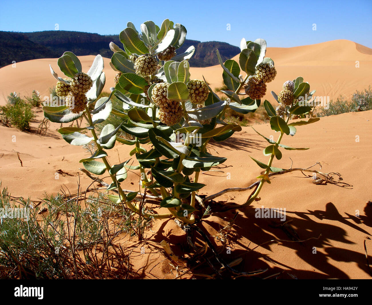 L’asclépias galloise (Asclepias welshii) est une espèce végétale menacée originaire de l’ouest des États-Unis. Cette image montre son habitat dans un parc national, où des efforts sont en cours pour conserver l’espèce et protéger son rôle dans le soutien aux pollinisateurs, y compris les papillons monarques. Banque D'Images L’asclépias galloise (Asclepias welshii) est une espèce végétale menacée originaire de l’ouest des États-Unis. Cette image montre son habitat dans un parc national, où des efforts sont en cours pour conserver l’espèce et protéger son rôle dans le soutien aux pollinisateurs, y compris les papillons monarques. Banque D'Images