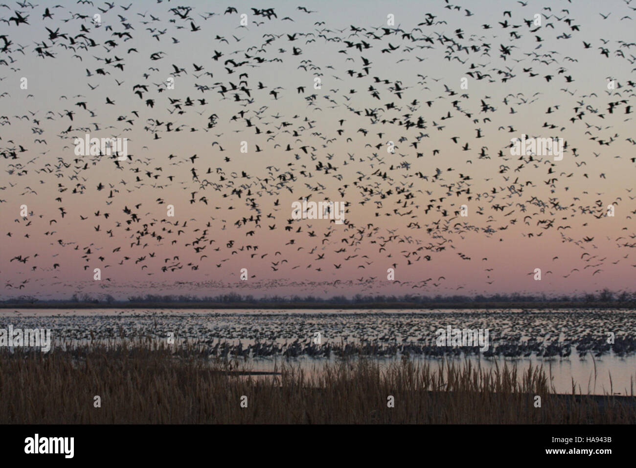 Des oiseaux aquatiques sont observés au Quivira National Wildlife refuge, un habitat essentiel pour les oiseaux migrateurs et d'autres espèces de terres humides du Kansas. Banque D'Images
