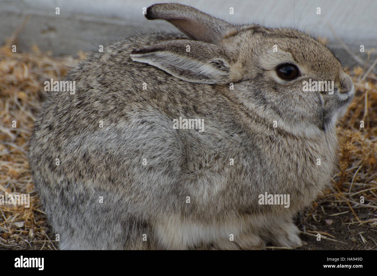 Un lapin à queue blanche est observé dans la région de Ferretville d'un parc national. Cette image met en évidence la diversité de la faune du parc et l'importance de la protection de l'habitat pour les petits mammifères. Banque D'Images