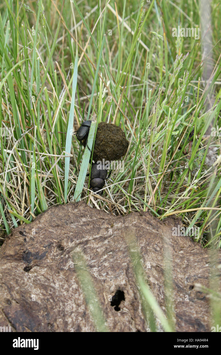 Des bousiers sont observés dans le War Horse National Wildlife refuge, jouant un rôle crucial dans l'écosystème en recyclant les nutriments et en soutenant la santé des sols. Cela souligne l'importance des petites espèces dans le maintien de l'équilibre écologique. Banque D'Images