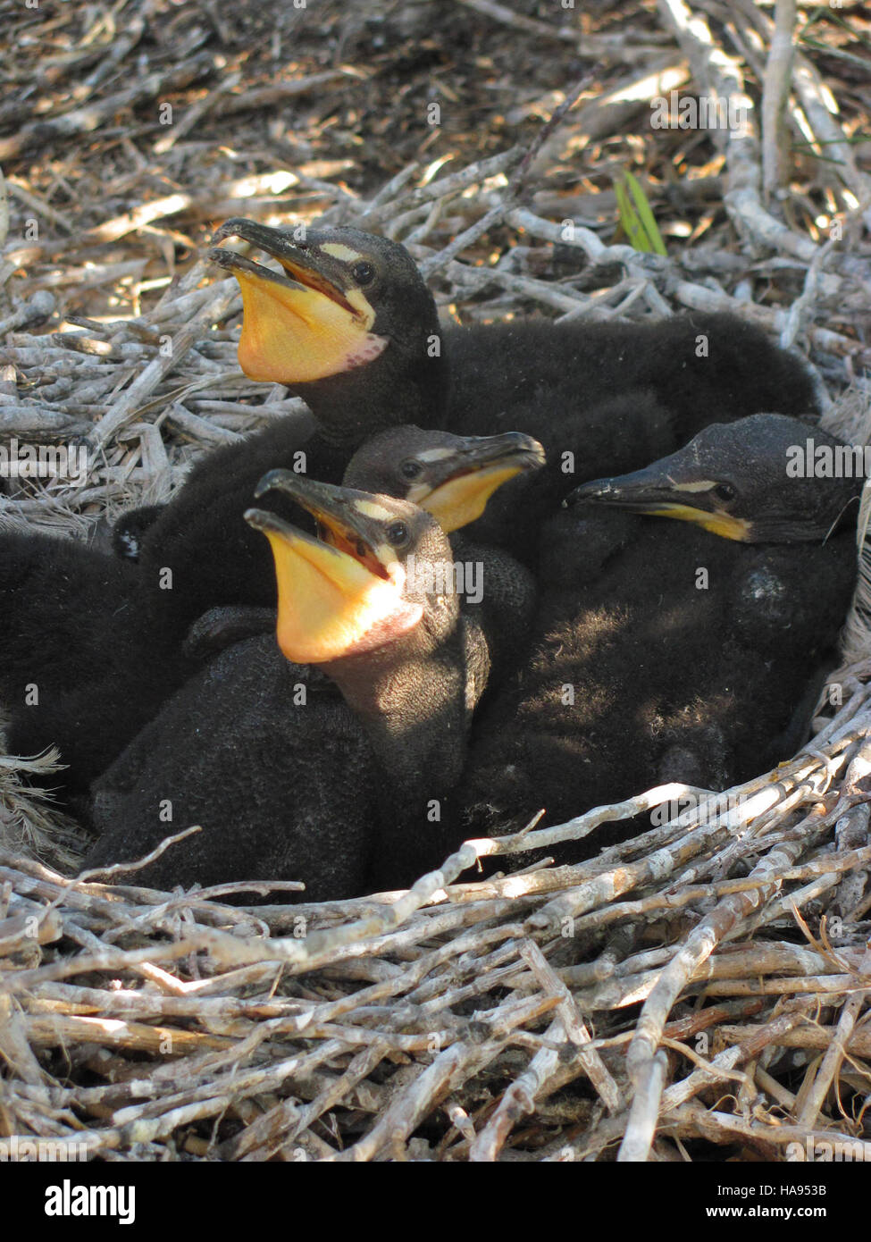 Les cormorans à double crête sont repérés dans un parc national, représentant les diverses espèces d'oiseaux qui dépendent des aires protégées pour la reproduction et l'alimentation. Banque D'Images