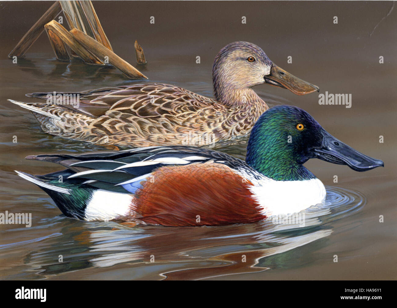 Cette image montre le troisième gagnant du concours de timbres de canard 2012, un concours artistique célébré mettant en valeur l'art de la faune et les efforts de conservation pour les oiseaux migrateurs. Banque D'Images