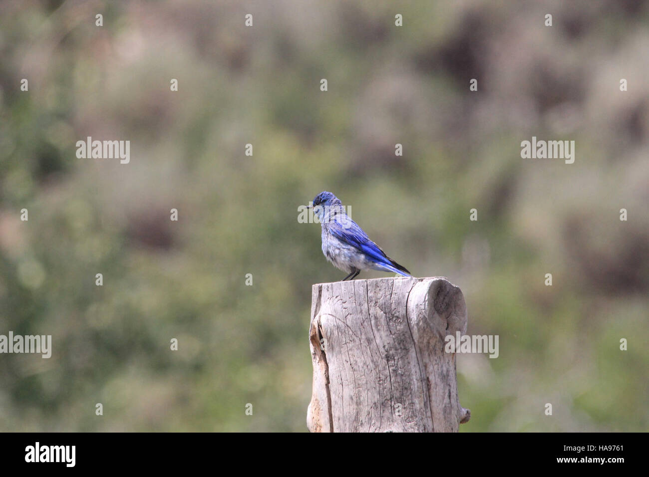 Usfwsmtnprairie 8141542376 une tache de bleu Banque D'Images