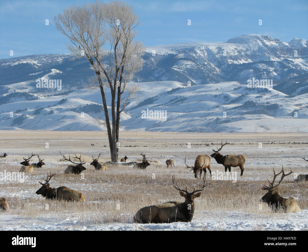 Une photographie montrant une vue classique d'un paysage de prairie de montagne, capturant la beauté naturelle du champ ouvert, des collines ondoyantes et un ciel large. L'image représente l'environnement serein de la prairie américaine. Banque D'Images