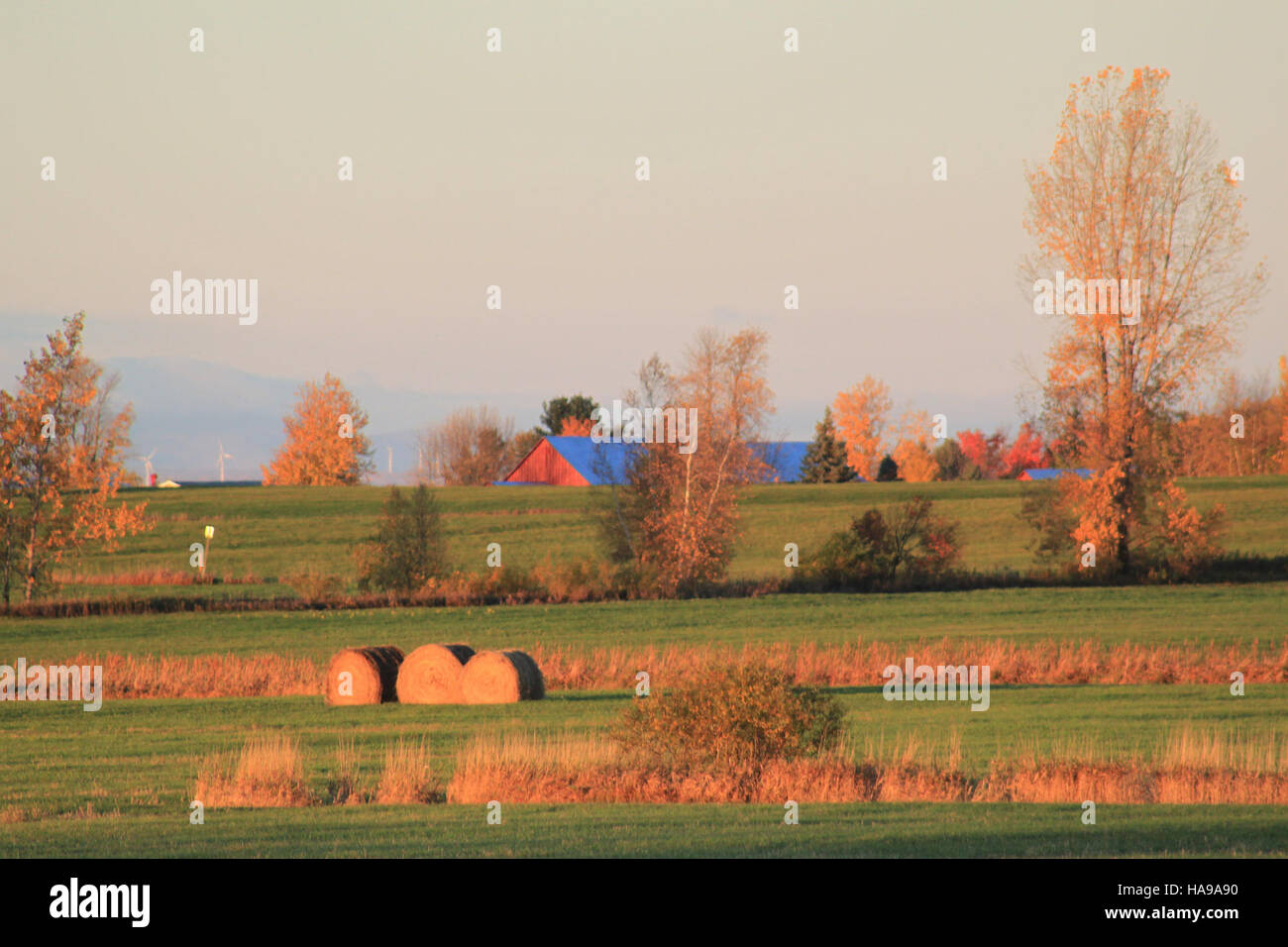 Les prairies du refuge national de faune Missisquoi constituent un habitat essentiel pour les oiseaux migrateurs et la faune locale. Les efforts de conservation visent à maintenir la santé et la biodiversité de l'écosystème des prairies. Banque D'Images