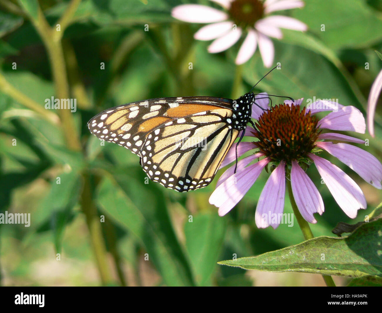 Le papillon monarque, une espèce préoccupante en matière de ...
