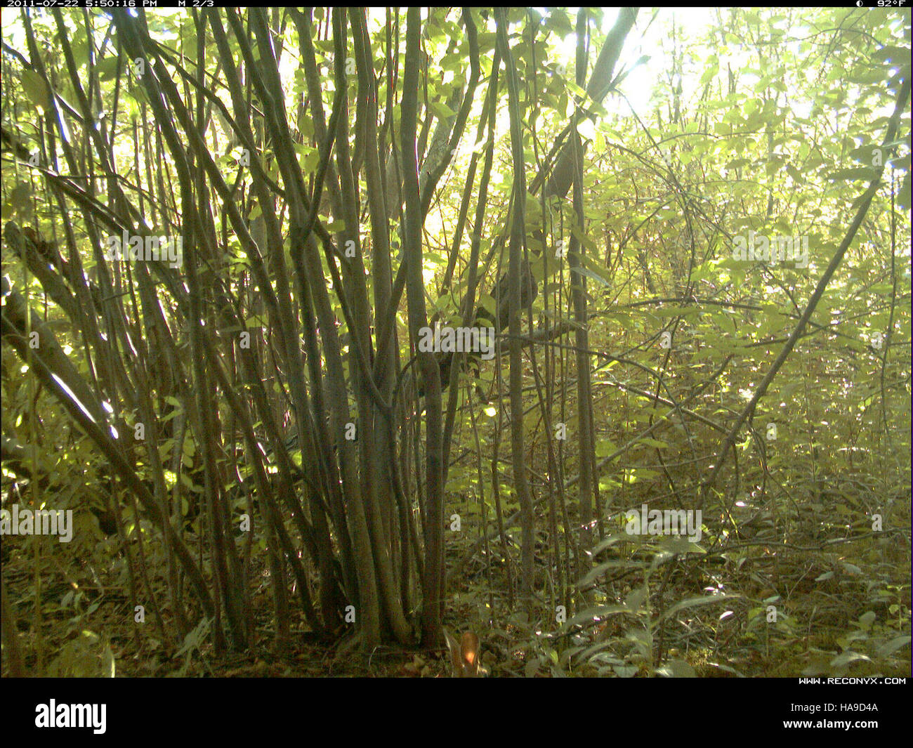 Un lapin est photographié dans son habitat naturel dans un parc national, ce qui démontre l’importance de la protection de l’habitat pour les petits mammifères et le rôle des parcs dans la conservation des espèces. Banque D'Images
