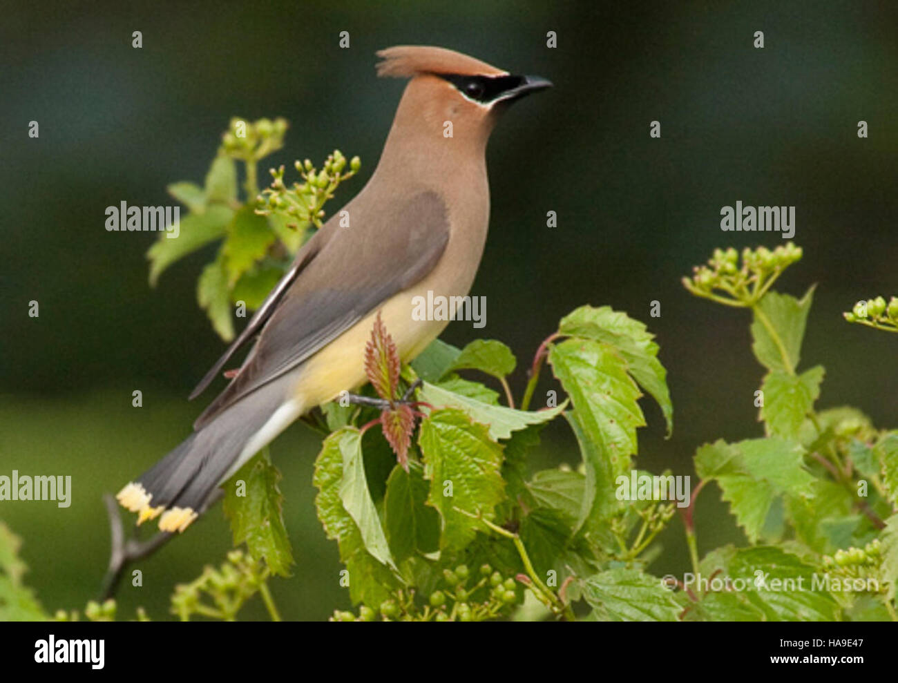 L'épilation de cèdre est un oiseau coloré que l'on trouve dans les parcs nationaux, jouant un rôle dans l'écosystème en aidant à disperser les graines et en contribuant à la biodiversité. Banque D'Images