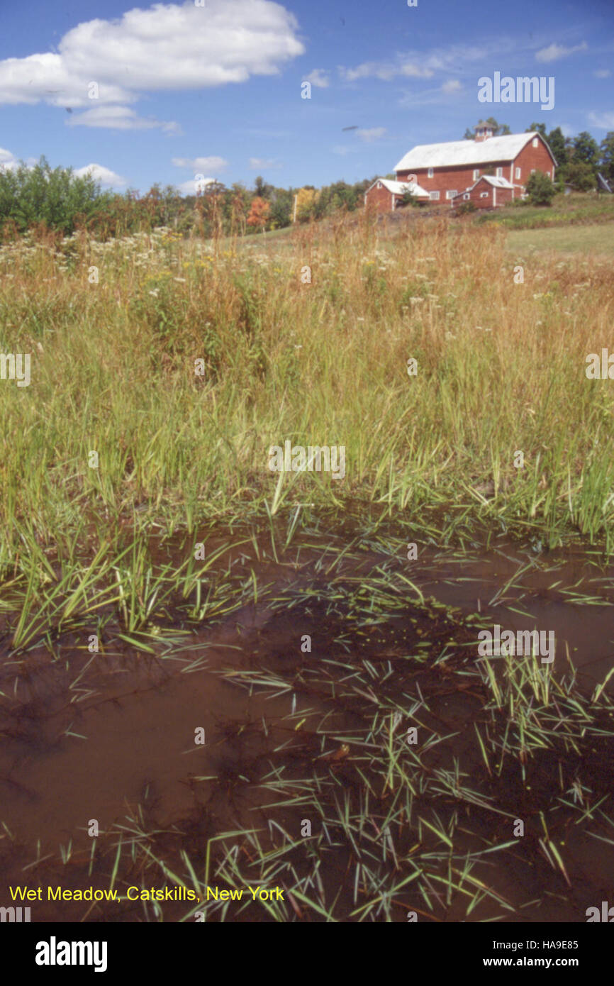La prairie humide dans les Catskills, New York, est un écosystème vital dans un parc national, soutenant des espèces de zones humides uniques et contribuant aux efforts de conservation de la biodiversité. Banque D'Images