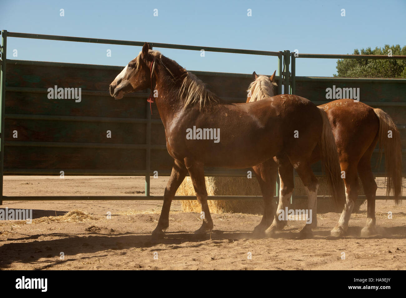 Dans un parc national, une opération de gestion des populations de chevaux sauvages est menée. Le Bureau of Land Management (BLM) veille à ce que ces opérations soient menées avec humanité, favorisant la santé et le bien-être des chevaux tout en prévenant la surpopulation. L’objectif est de maintenir l’équilibre écologique et de minimiser les impacts sur les ressources naturelles et la faune du parc. Banque D'Images