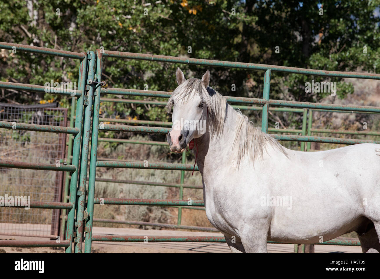 BLM Nevada supervise le bien-être des chevaux sauvages, y compris les efforts de gestion de la taille de la population dans les parcs nationaux. Ces initiatives aident à maintenir l’équilibre écologique et à promouvoir des populations de chevaux sauvages plus saines. Banque D'Images