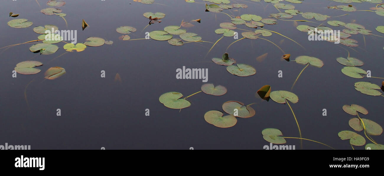 Une image montrant First Creek, une caractéristique dans un parc national géré par le U.S. Fish and Wildlife Service. Le ruisseau souligne l'engagement du parc à protéger les systèmes aquatiques naturels et à soutenir la biodiversité. Banque D'Images