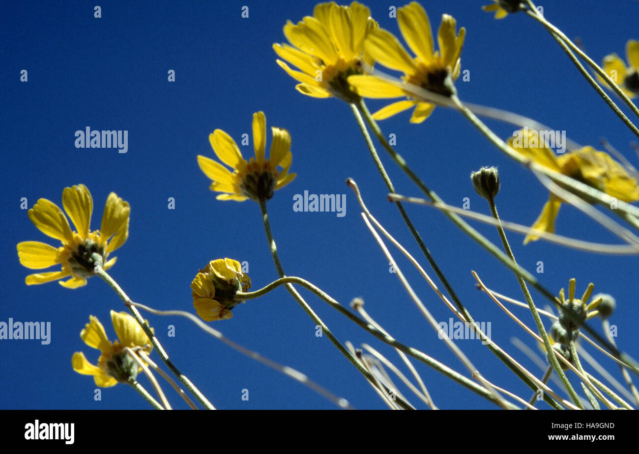 Cette image montre la rare plante Woollybase sans tige, trouvée dans le parc national Canyonlands, soulignant son rôle dans les efforts uniques du parc en matière d’écosystème et de biodiversité. Banque D'Images