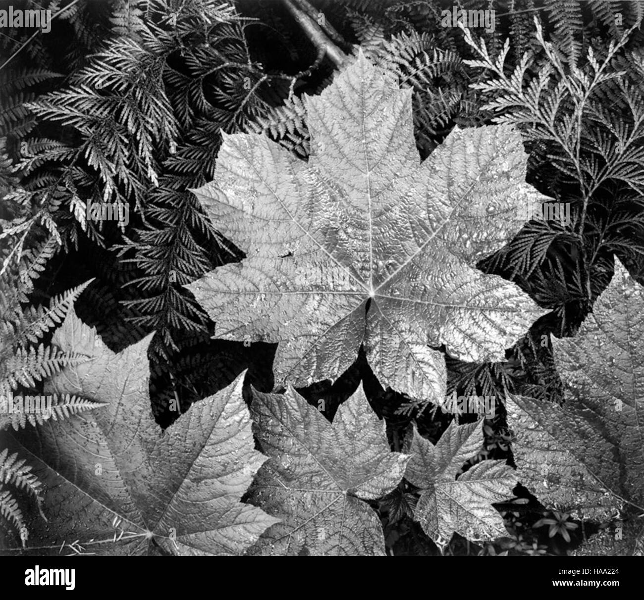 Le projet mural d’Ansel Adams, créé entre 1941 et 1942, capture la grandeur des parcs nationaux, mettant en valeur la photographie emblématique en noir et blanc d’Adams. Ce projet met en valeur la beauté pittoresque et l'histoire naturelle des parcs nationaux des États-Unis. Banque D'Images