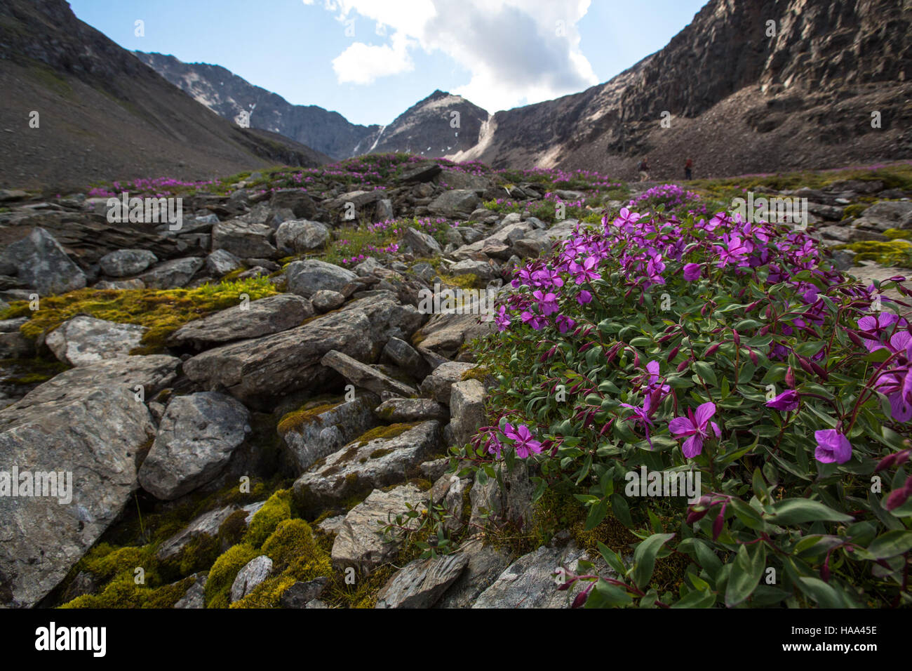 Les fleurs sauvages fleurissent dans la région de Bremner de Wrangell-préparé Elias National Park, qui met en valeur la riche diversité végétale de la région et l'environnement naturel unique de la nature sauvage de l'Alaska. Banque D'Images