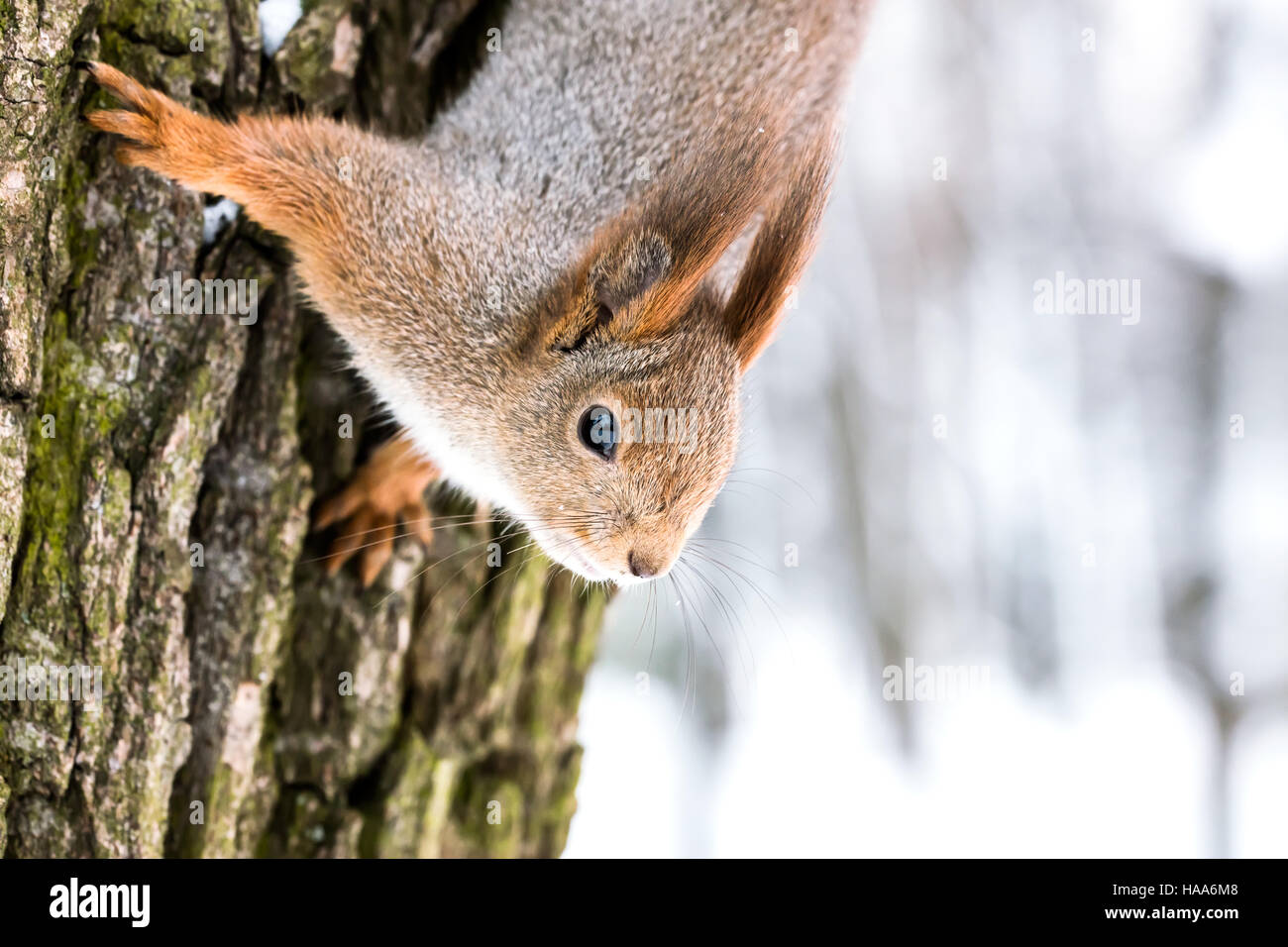 Mignon écureuil rouge à l'envers accroché sur tronc d'arbre contre le fond de la forêt d'hiver floue Banque D'Images