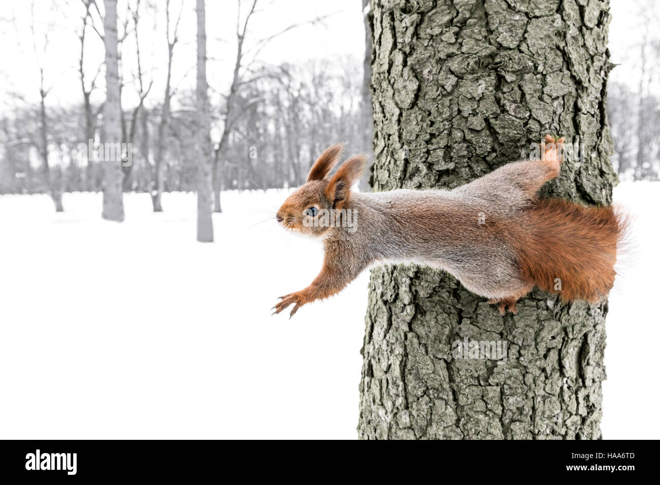 Cute little fluffy squirrel sitting on tree trunk dans la forêt d'hiver Banque D'Images