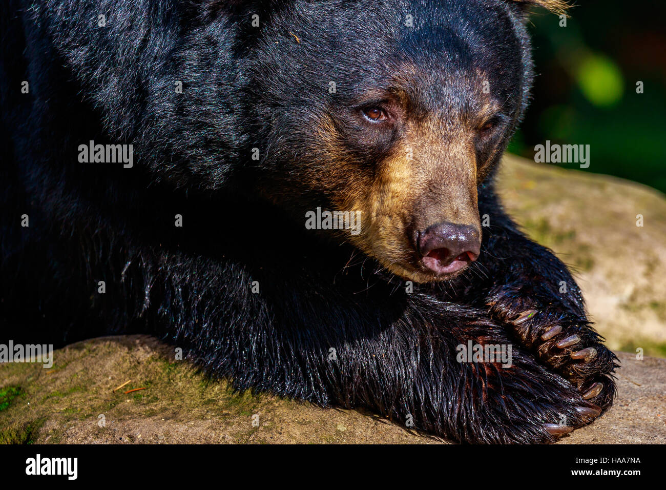 Close-up d'un ours noir, un bain de soleil sur un rocher. Banque D'Images