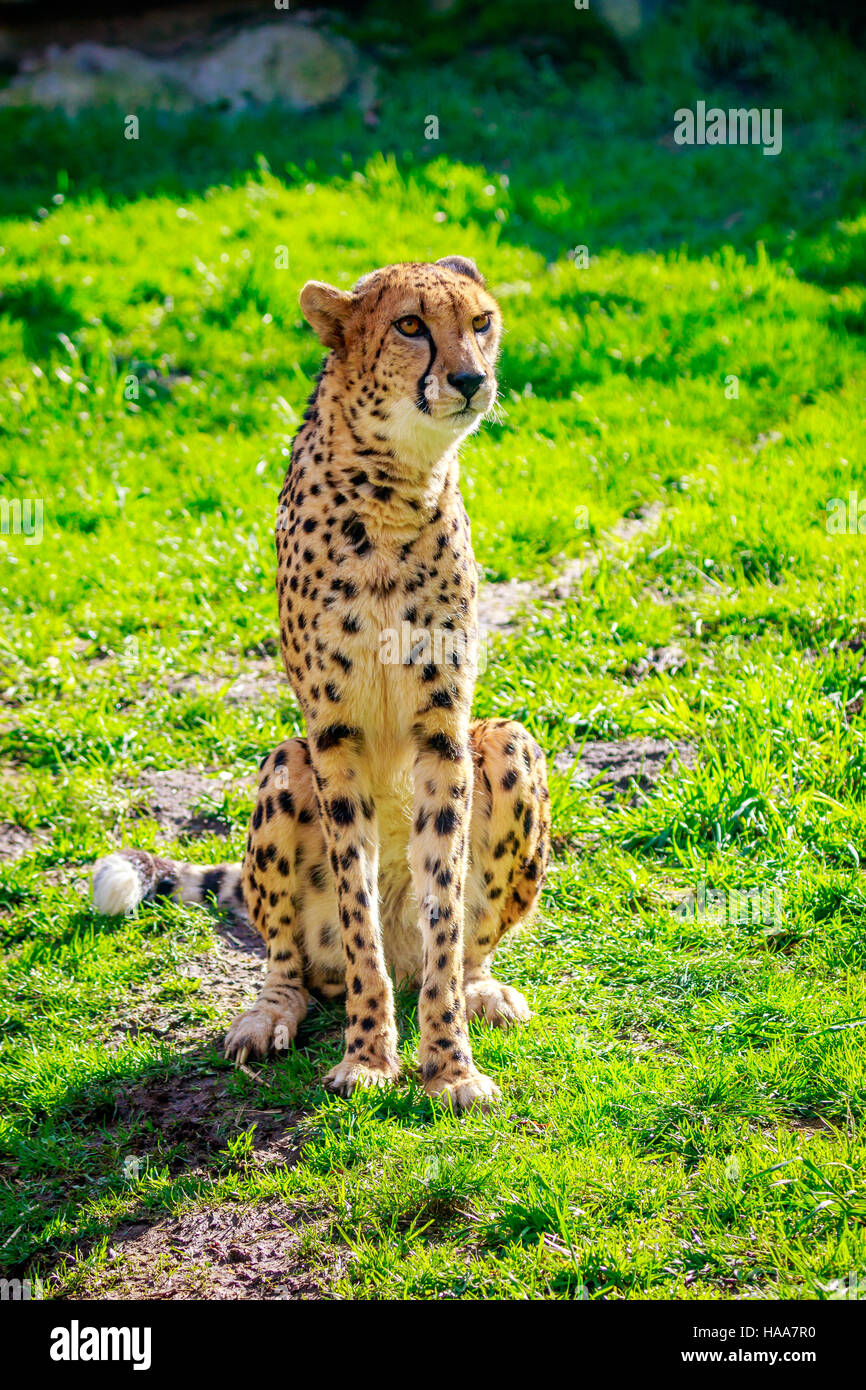 Une panthère est assis sur l'herbe. Banque D'Images