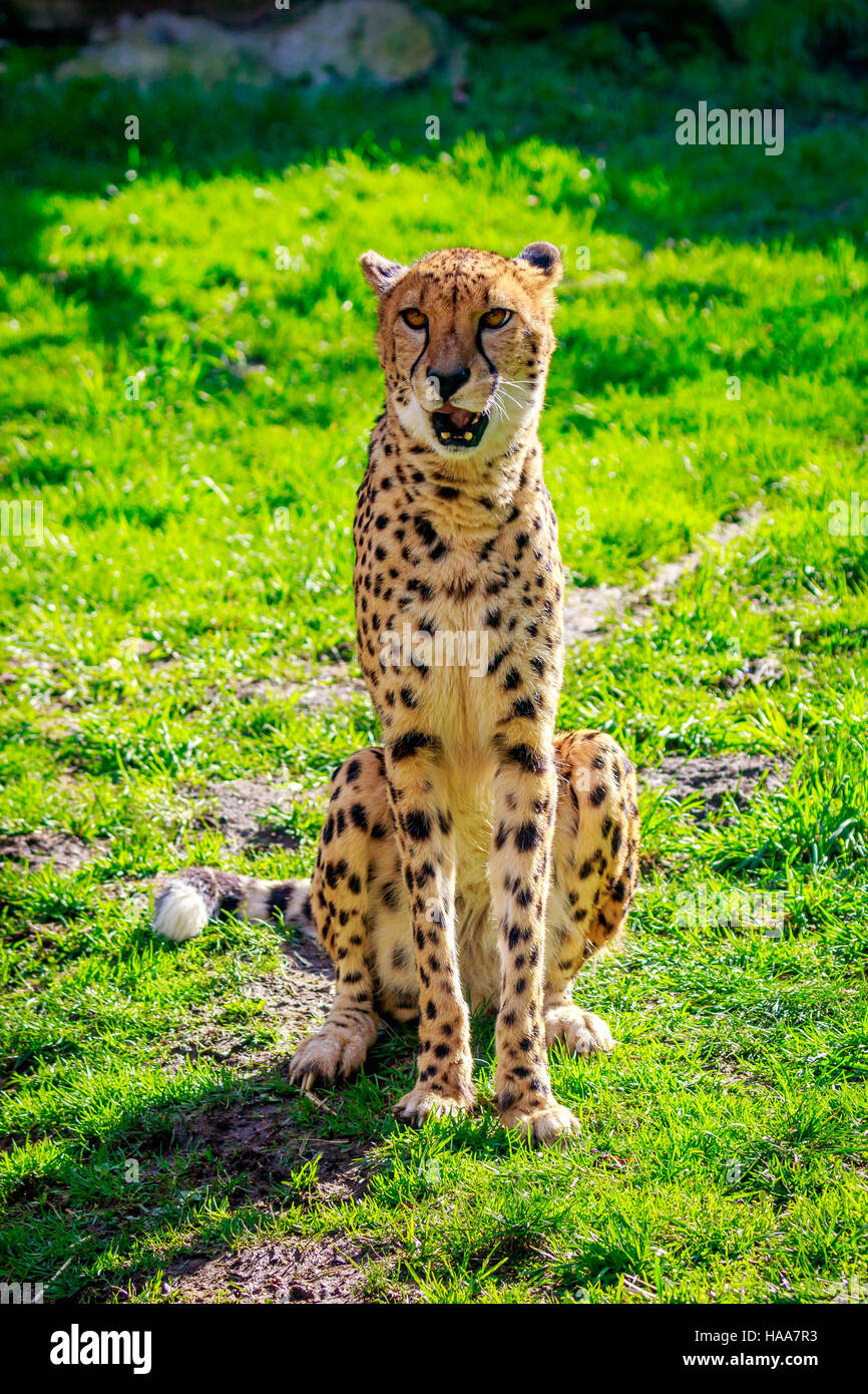Une panthère est assis sur l'herbe. Banque D'Images