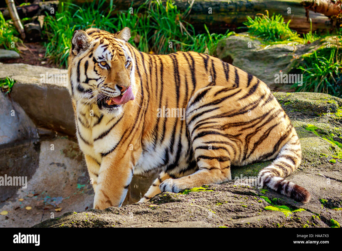 Close-up of tigre de Sibérie, aussi connu sous le nom de Tiger (Panthera tigris altaica). Banque D'Images
