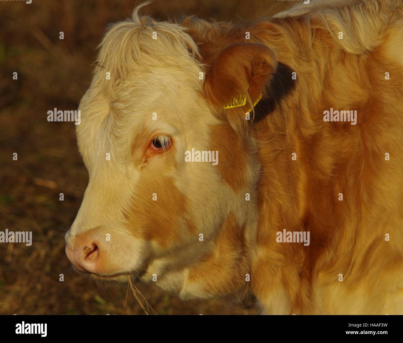 Highland cattle Banque D'Images