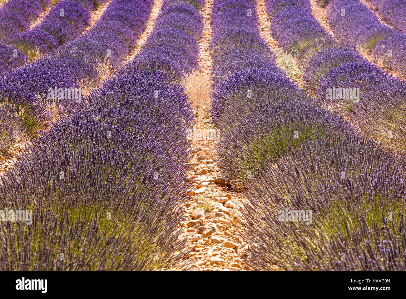 Un champ de lavande sur le plateau de Valensole en Provence. Banque D'Images
