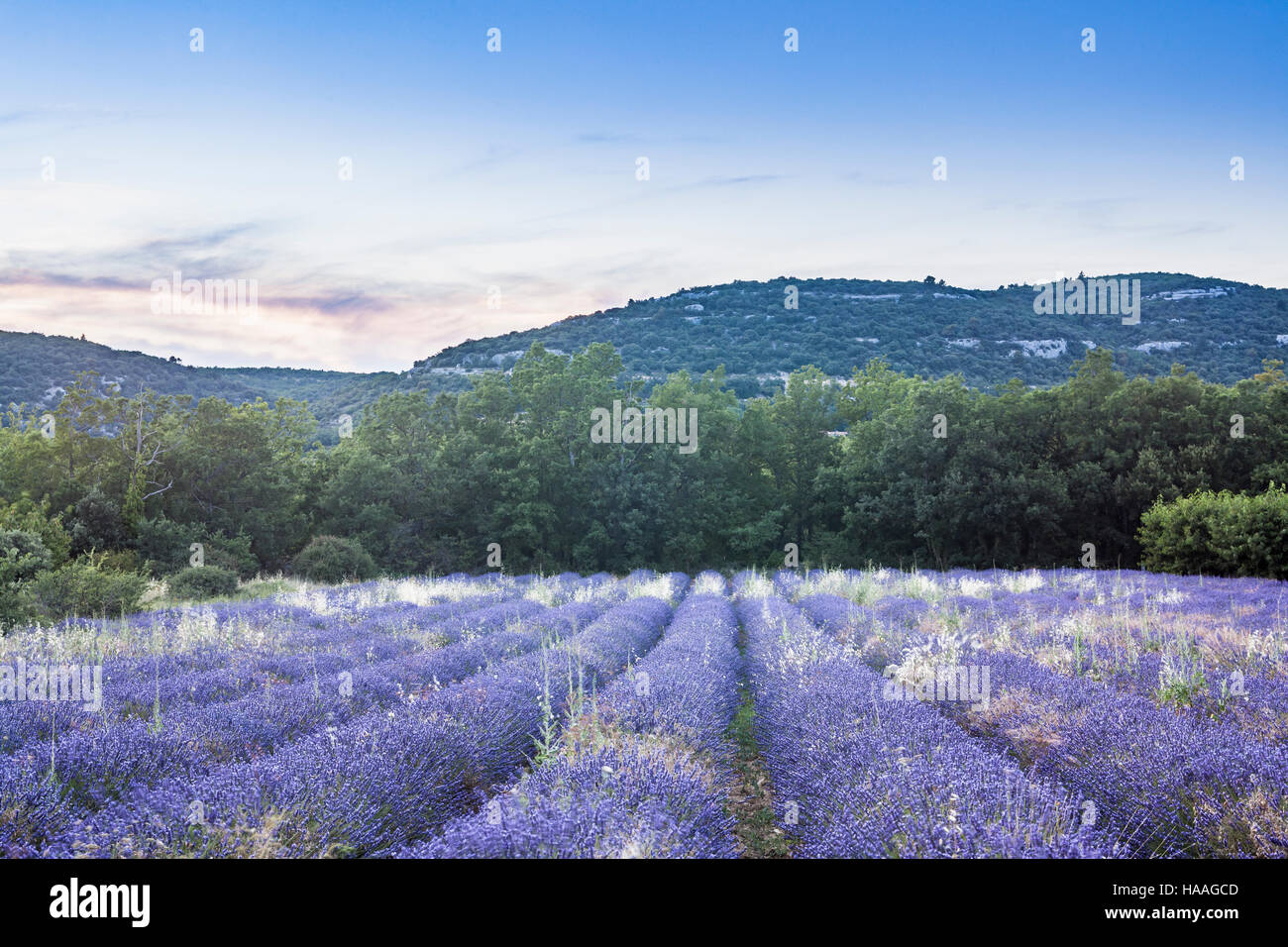 Un champ de lavande dans le Luberon, Provence. Banque D'Images