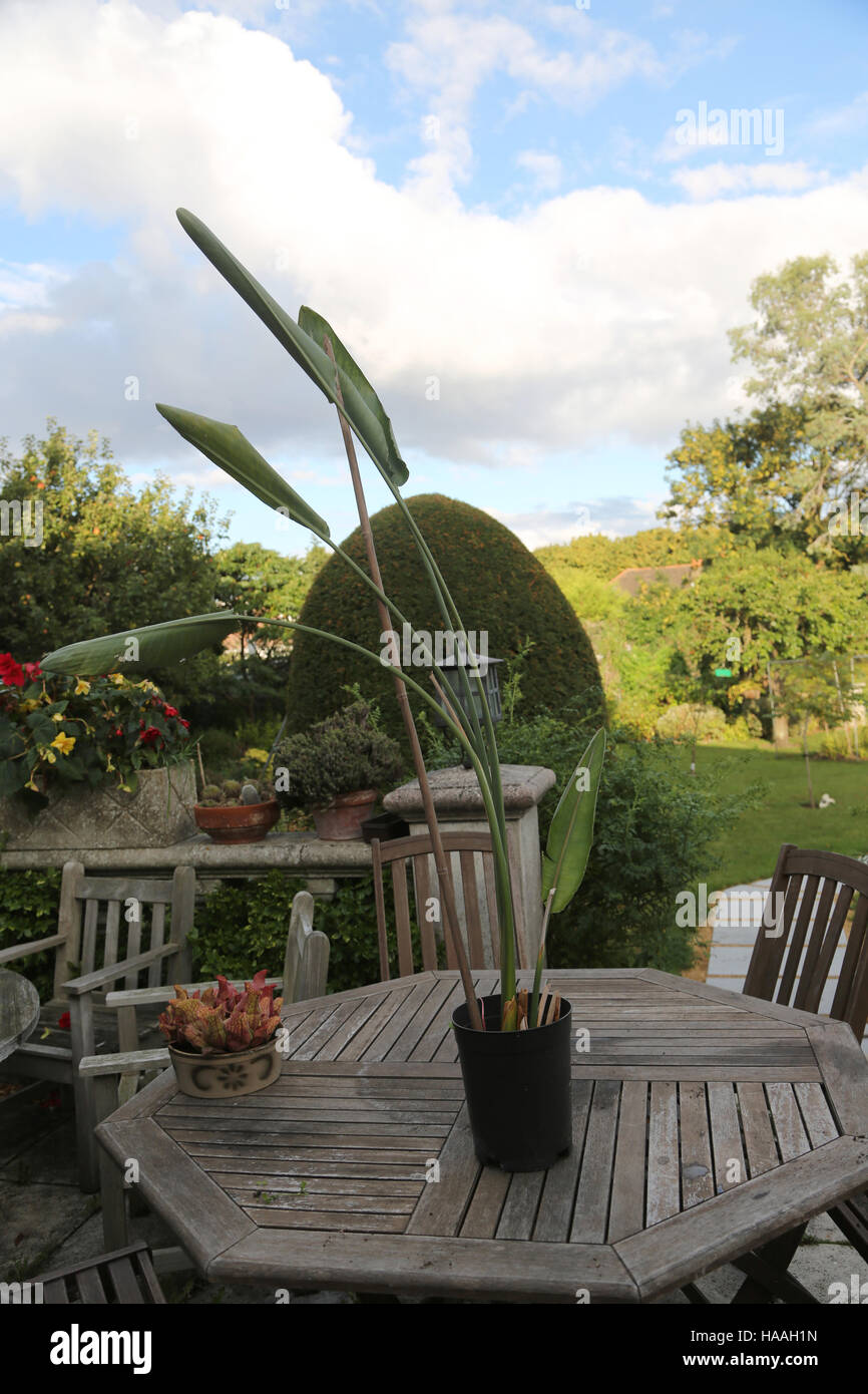 La langue-mère plante sur Table de jardin en Angleterre Banque D'Images