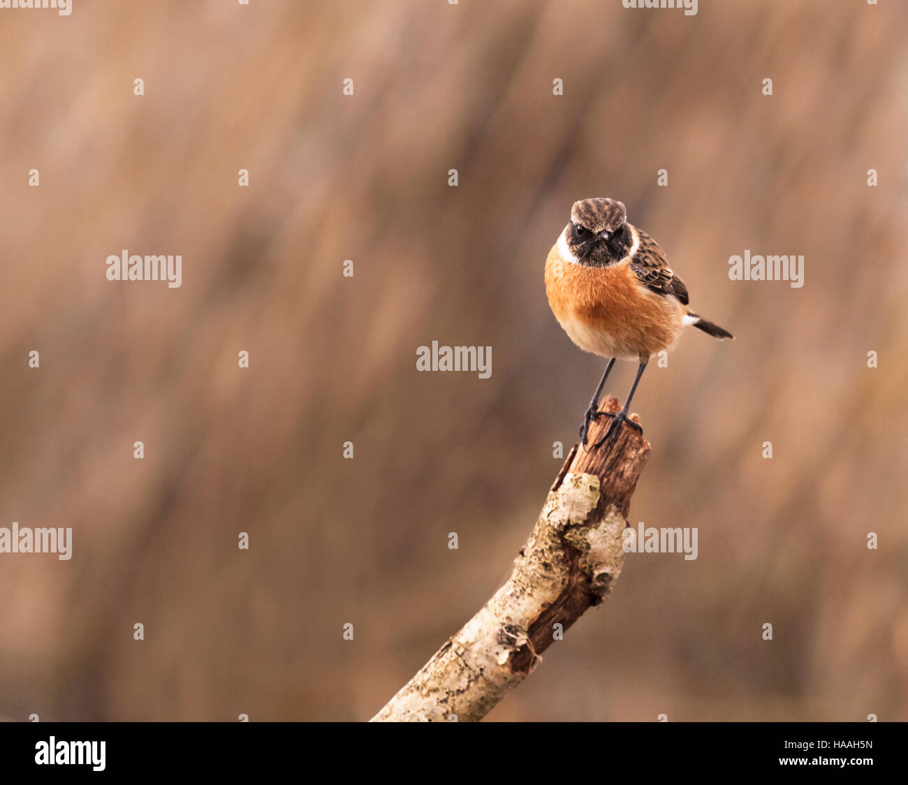 Un mâle Stonechat (Saxicola torquata) perché & looking at camera, Suffolk Banque D'Images