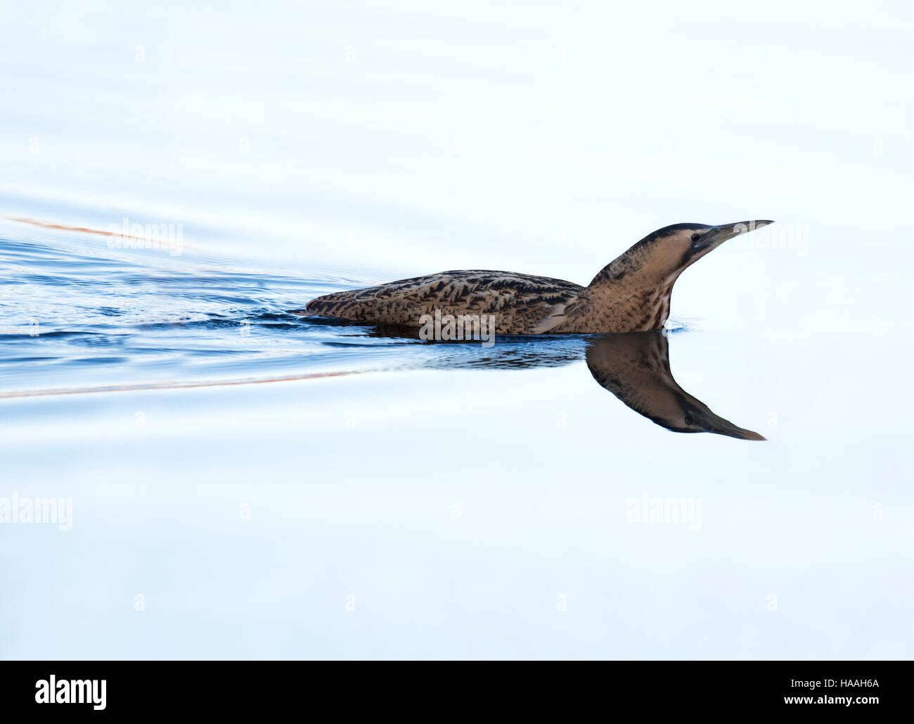 Vue inhabituelle d'un butor étoilé (Botaurus stellaris) nager entre les roseaux dans le Suffolk Banque D'Images