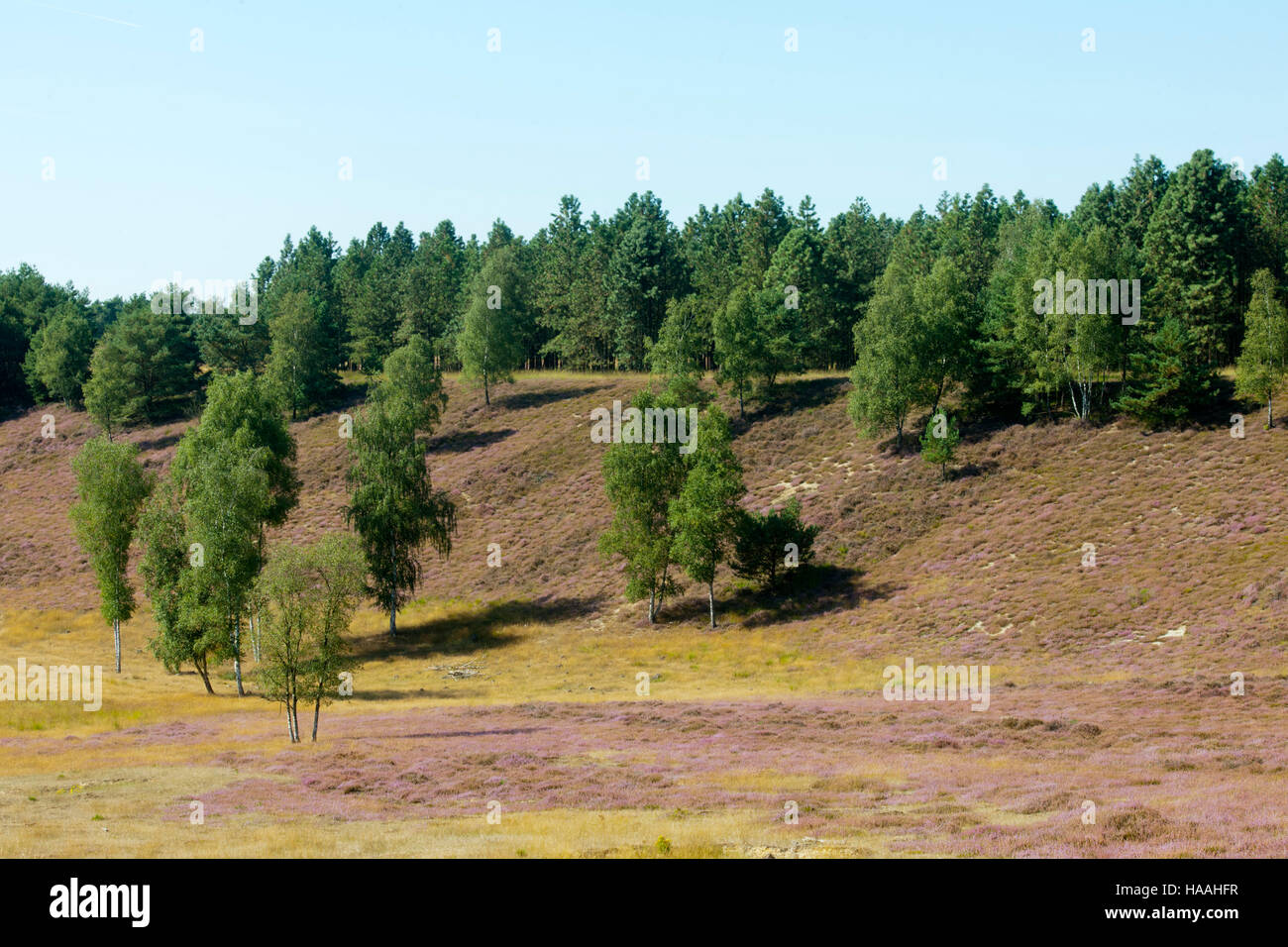 Deutschland, Nordrhein-Westfalen, Kreis Viersen, Brüggen-Bracht, Naturpark Brachter Wald. Par 1250 ha dieses grosse Gebiet der neunziger guerre bis Mitte Banque D'Images