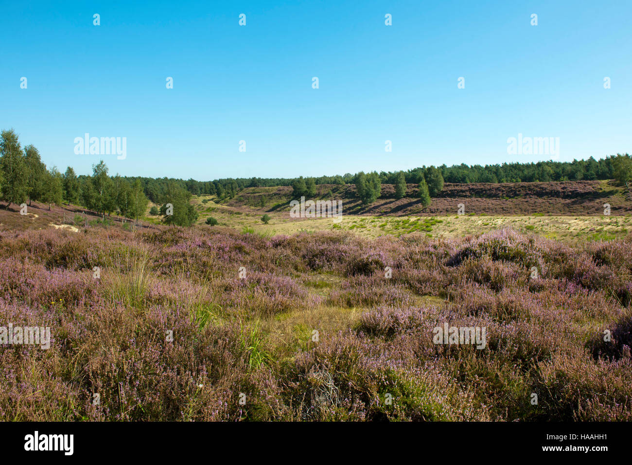 Deutschland, Nordrhein-Westfalen, Kreis Viersen, Brüggen-Bracht, Naturpark Brachter Wald. Par 1250 ha dieses grosse Gebiet der neunziger guerre bis Mitte Banque D'Images