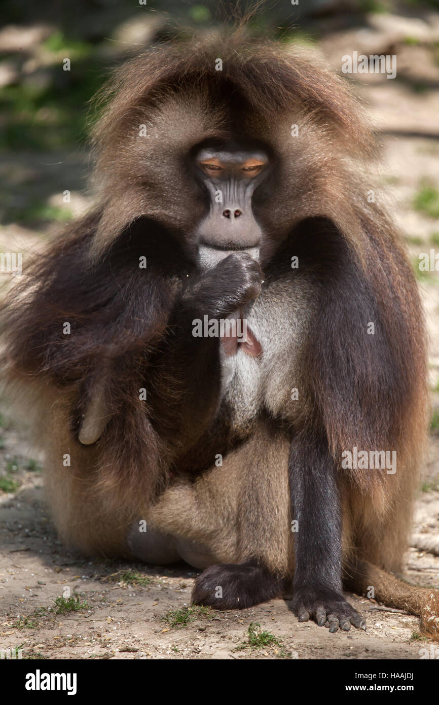 Le babouin gélada (Theropithecus gelada), également connu sous le nom de purge-coeur le singe. Banque D'Images