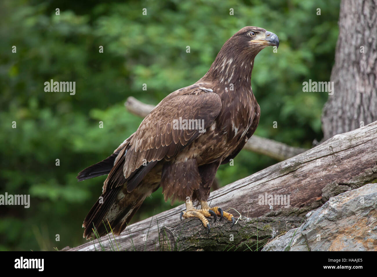 Femme pygargue à tête blanche (Haliaeetus leucocephalus). Des animaux de la faune. Banque D'Images