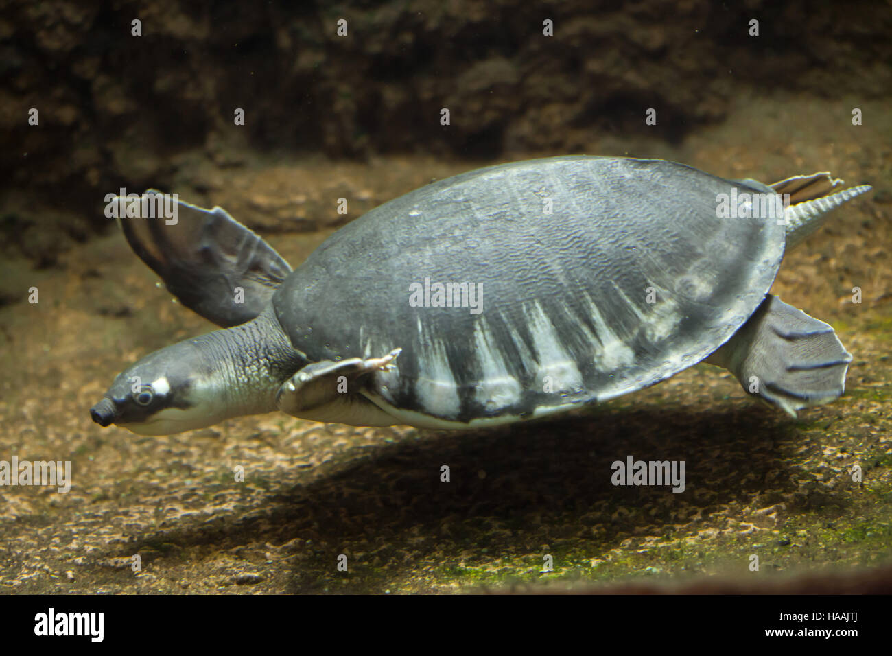 Tortue à nez de cochon (Carettochelys insculpta), également connu sous le nom de la tortue de la rivière Fly. Banque D'Images