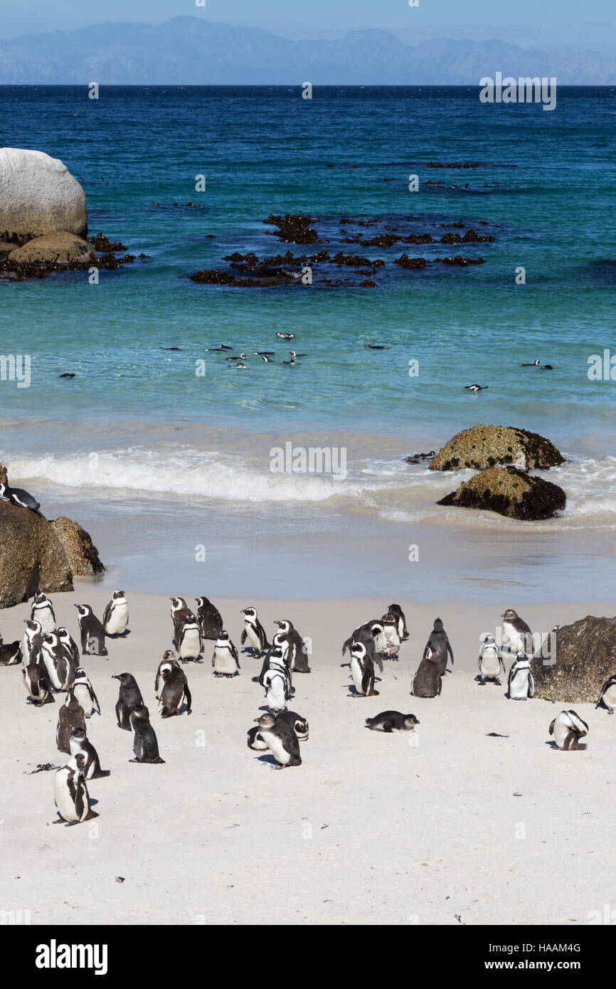 Plage du Cap ; la colonie de pingouins africains ( Spheniscus demersus ), Boulders Beach, Cape Town, Afrique du Sud Banque D'Images