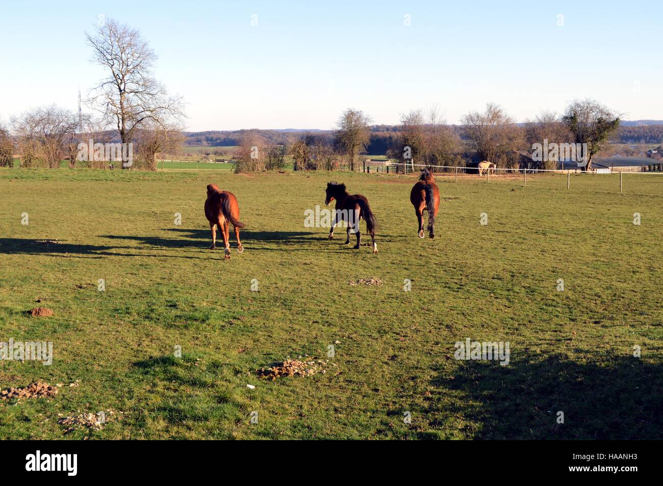 Trois chevaux de couleur brun galoper dans un vert Pâturage Banque D'Images
