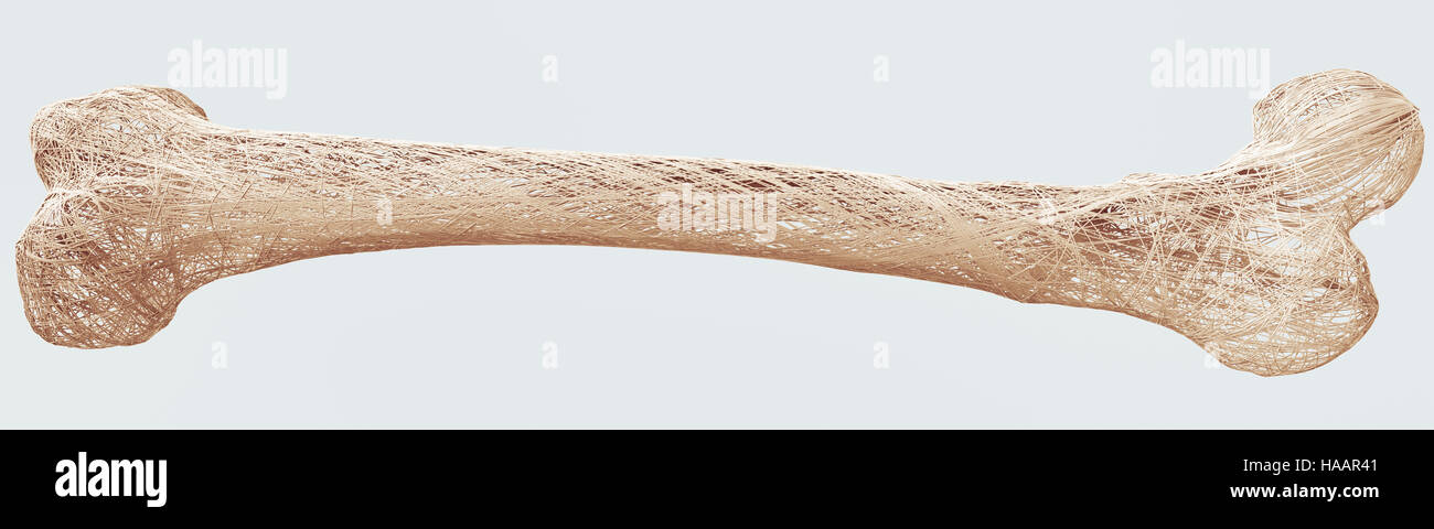 L'ostéoporose - les os du membre supérieur - le rendu 3D Banque D'Images